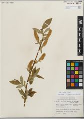 Foto von Salix lucida Muhl.